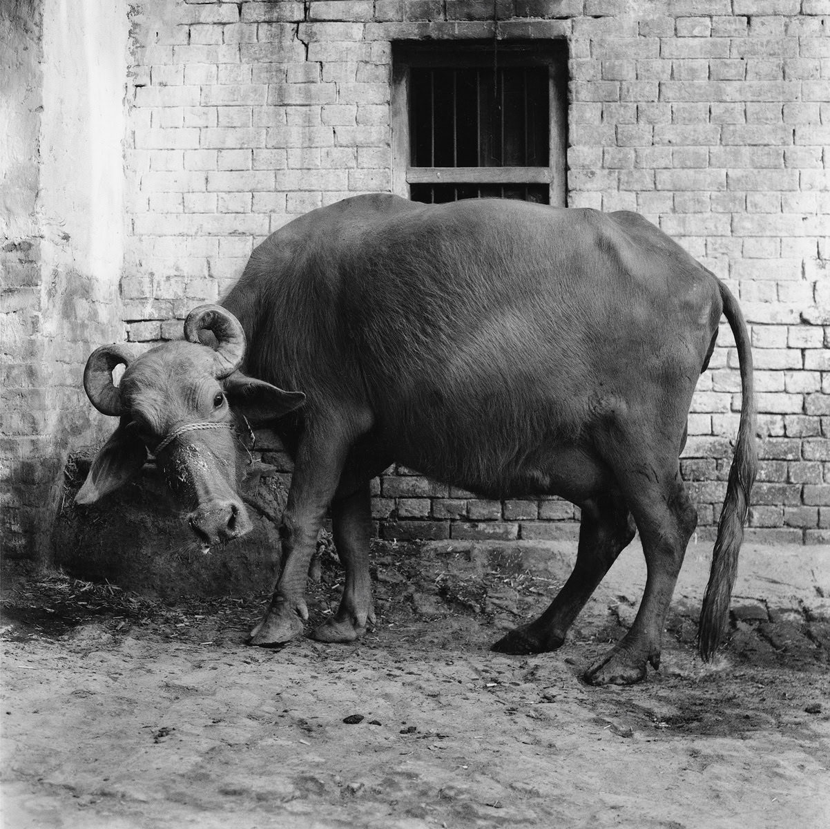 Büffelkuh, Varanasi, Indien, 2001, Silbergelatineabzug