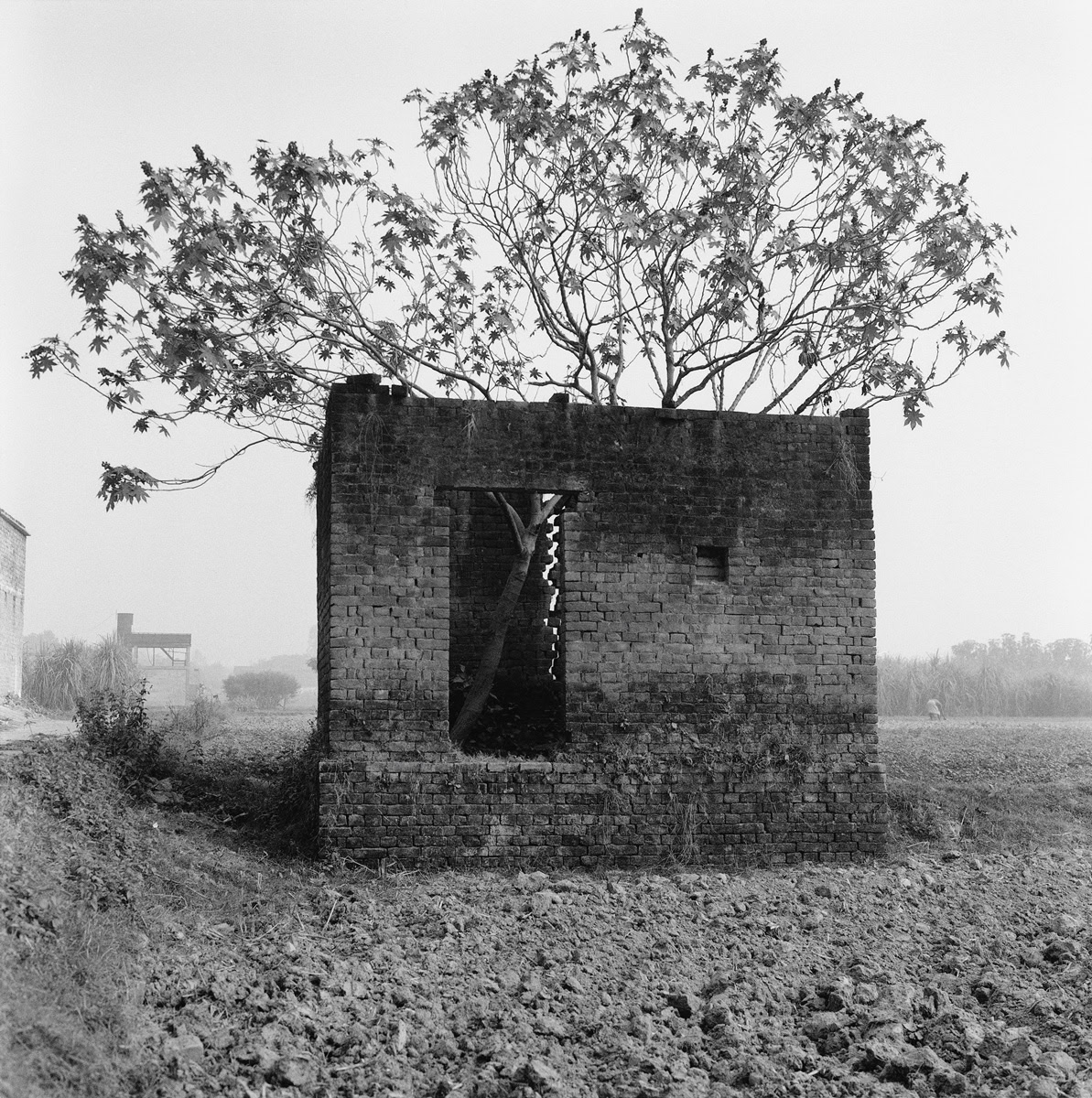 Varanasi, Indien, 2001 (Baum im Haus), Silbergelatineabzug